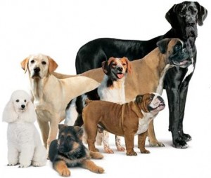 dog-breeding