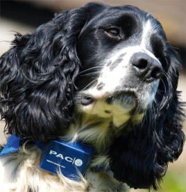 electric_dog_training_collar