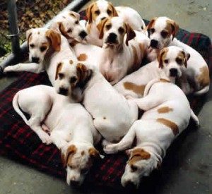 puppies-brown-white-on-blanket