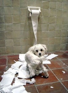 puppy-toilet-training-tips