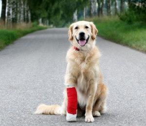dog with broken leg