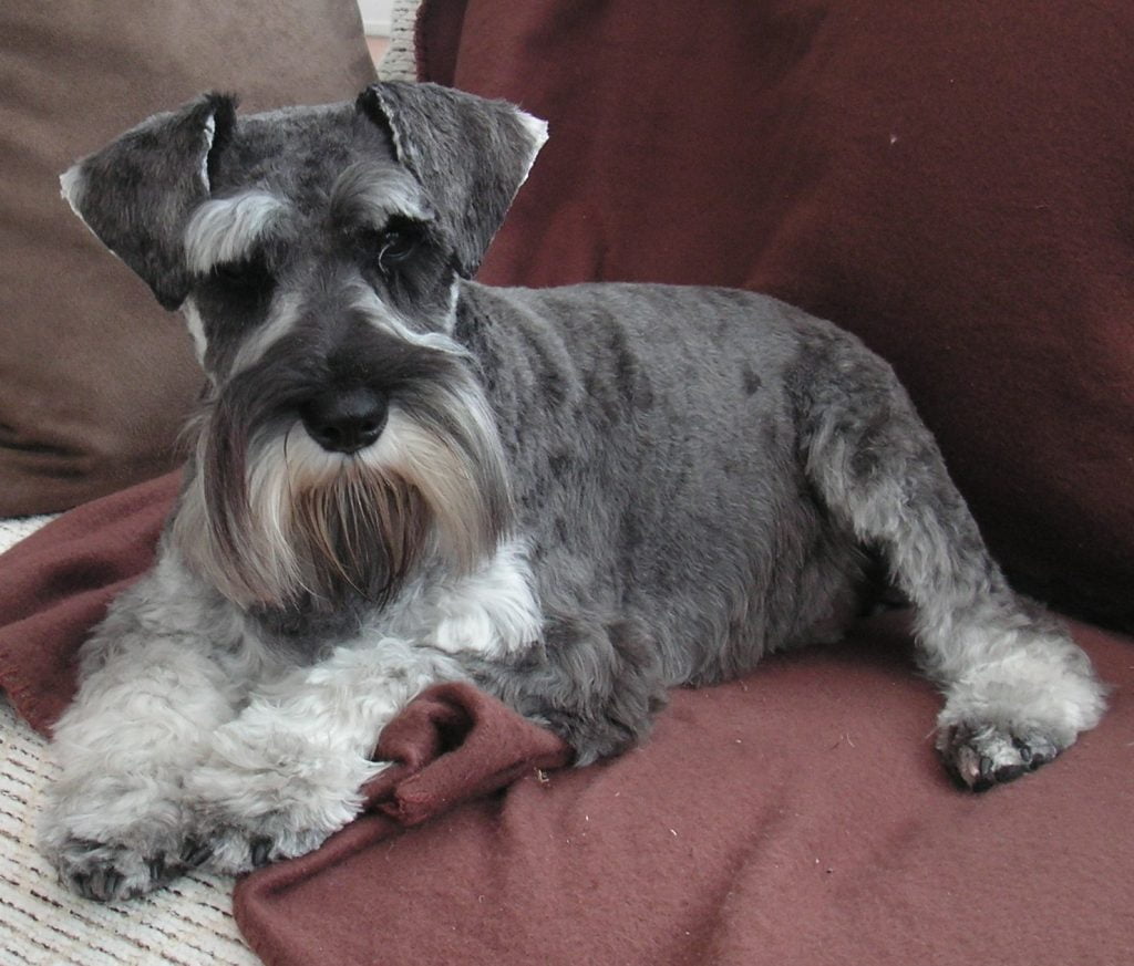 Miniature Schnauzer Breed Profile Dream Dogs