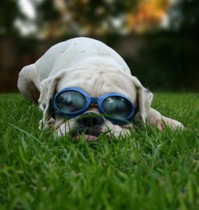 Dog Goggles