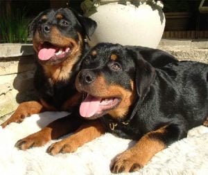 Two Rottweilers