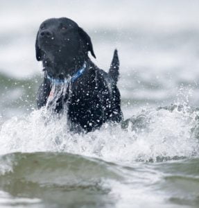 Search-and-Rescue-Dog-Association-Sam