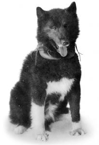 Balto