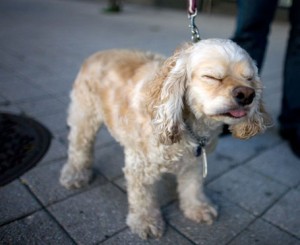 dog-sneeze