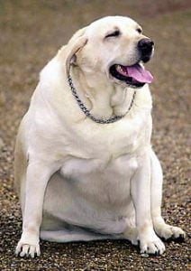 fat dog fat dog
