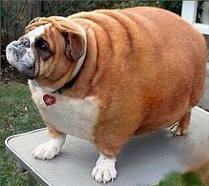 obese-dog