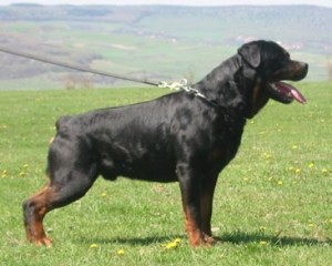 rottweiler going for a walk