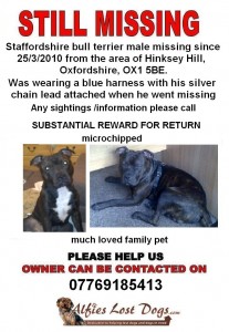 Lost Staffordshire Bull Terrier