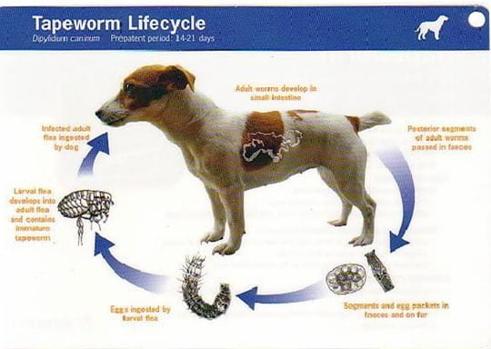 tapeworm cycle