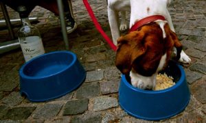 A-dog-eating-from-a-bowl