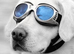 Dog_Goggles