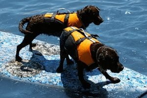 Doggie Flotation Jacket