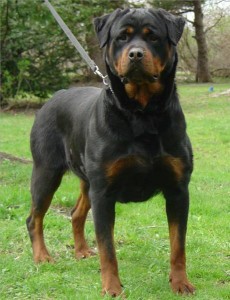 Rottweiler