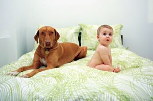 Stopping a dog becoming jealous of a baby