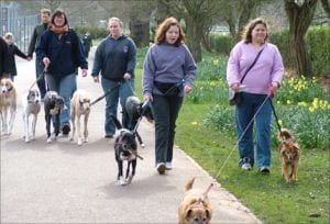 dogs being walked