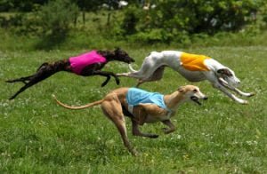 greyhound