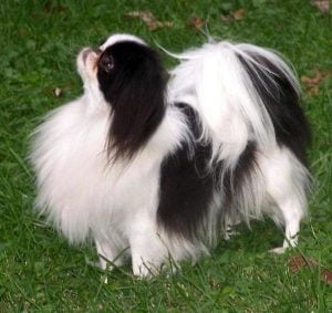 japanese chin