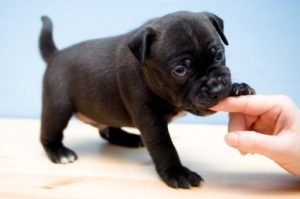 Stop a puppy biting Stop a puppy biting