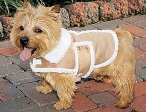 dog coat