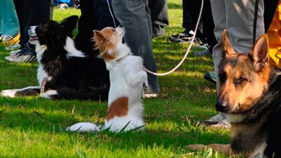 Japanese Police Dog