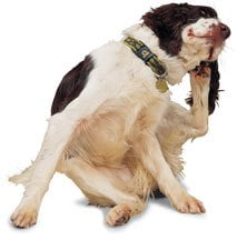 dog with fleas dog with fleas