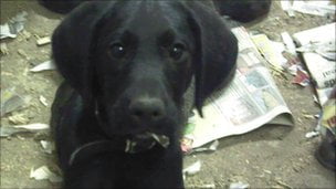paralysed dog
