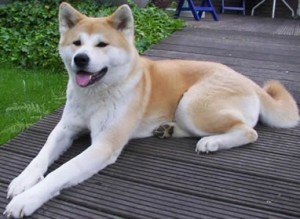 Akita
