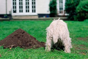 dog digging