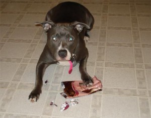 dog eating chocolate