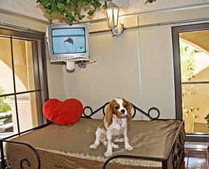 dog hotel