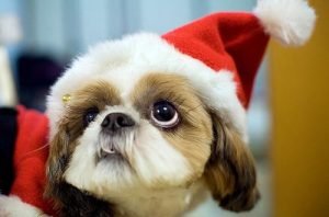 dog in christmas hat