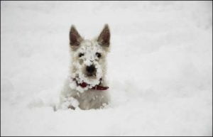 dog in snow