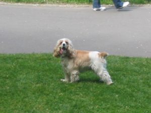 dog in the park