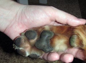 dog-paw-care