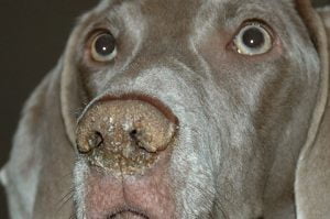 dog with a dry nose dog with a dry nose