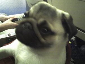 pug on a plane