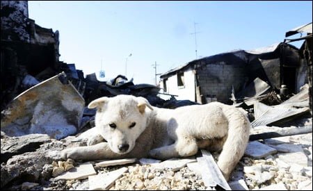 Yeonpyeong abandoned dog