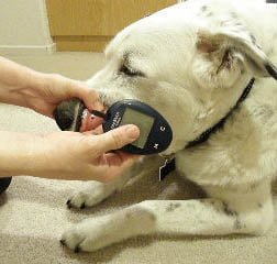 Diabetes and your dog
