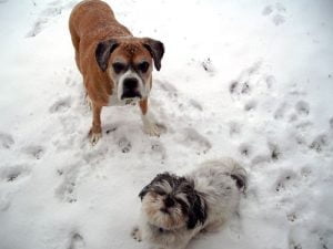 dogs in snow