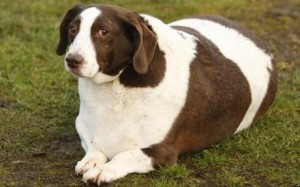 fat-dog