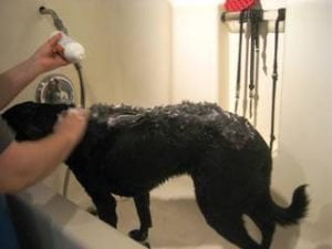 shampoo a dog
