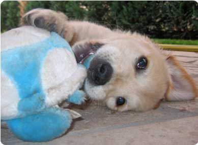 dog-playing-with-toy