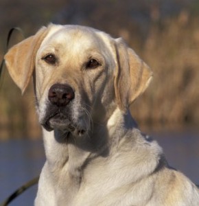 labrador-retriever