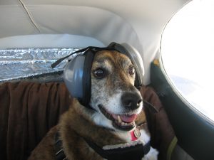 dog on a plane