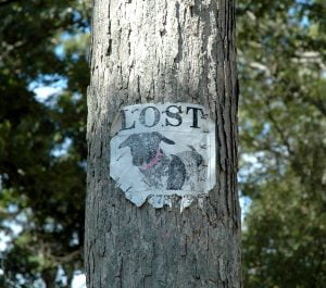 lost dog leaflet