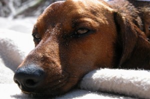 Alternative treatments for dogs