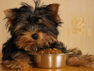 Puppy-eating-premium-dog-food